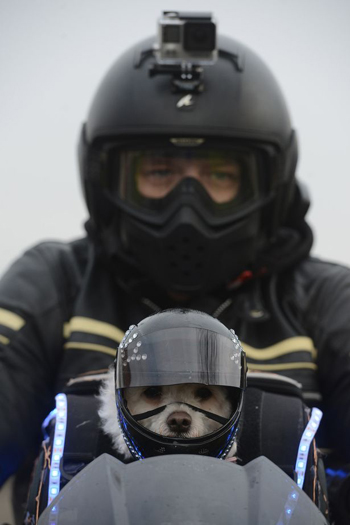 Adorable real life Hairy Barker who loves motorbike rides in full leathers with devoted owner